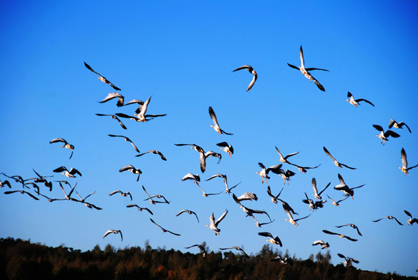 40,000 migratory birds spend winter in SW China
