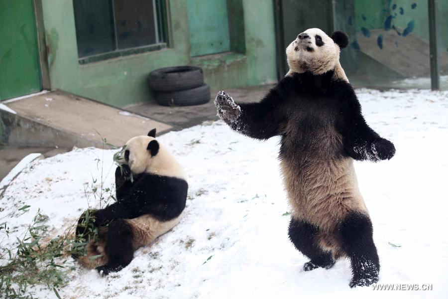 Snow brings joy to pandas