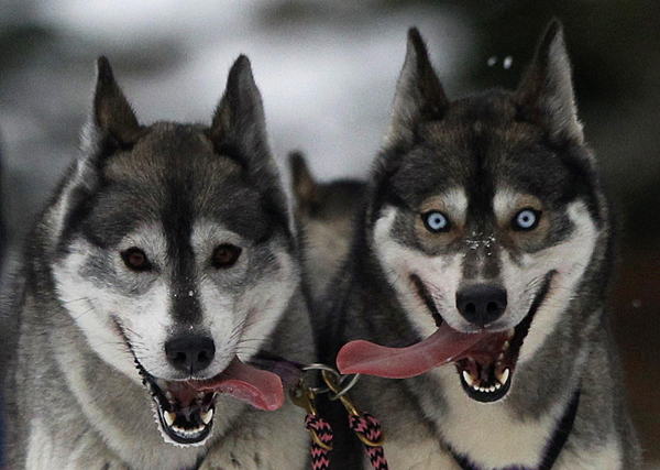 Sled dog rally to be held in Scotland