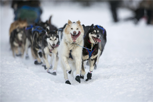 Iditarod dog sled race held in Alaska