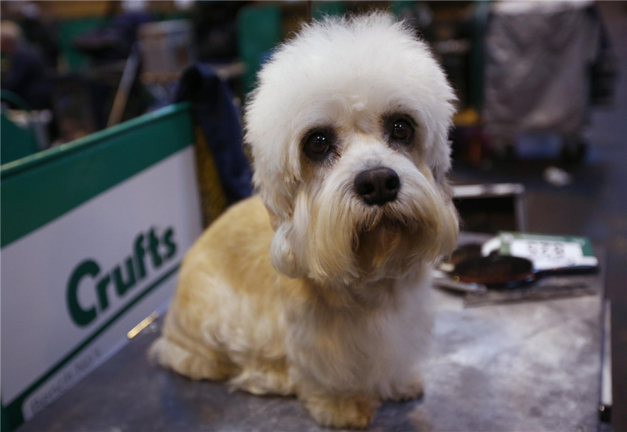 Crufts Dog Show kicks off