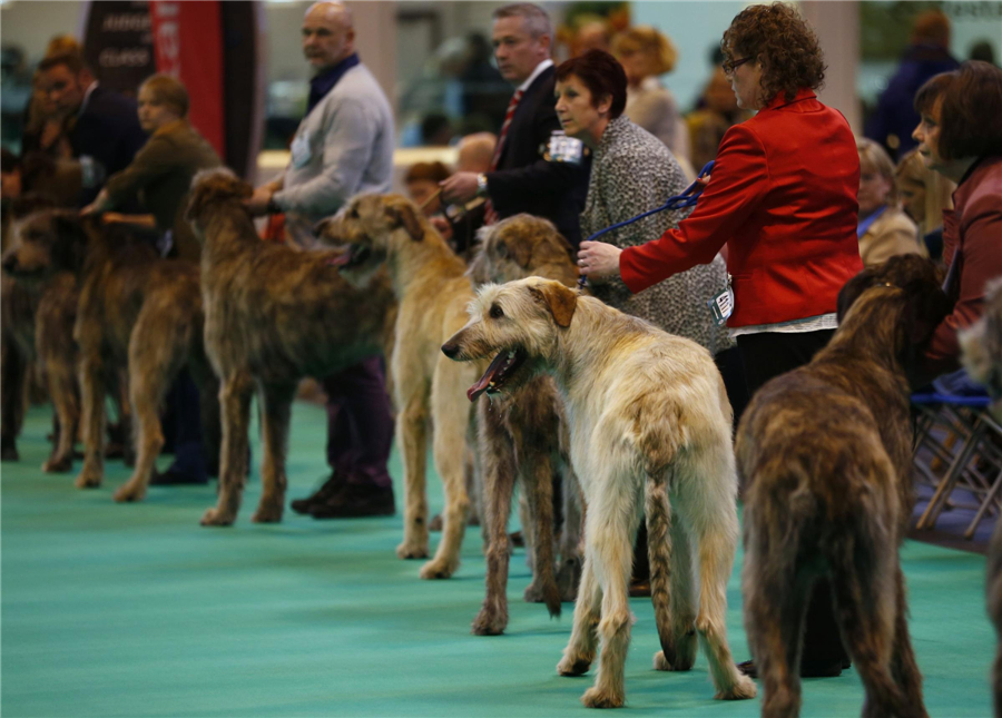 Crufts Dog Show kicks off