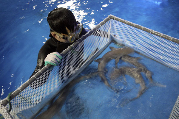 Shark quadruplets born in E China