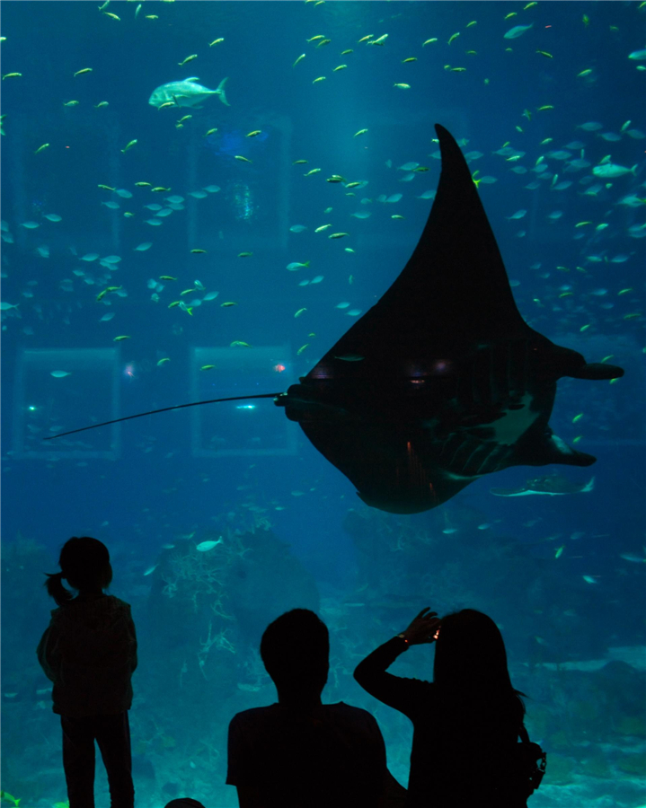 World's largest aquarium in Singapore