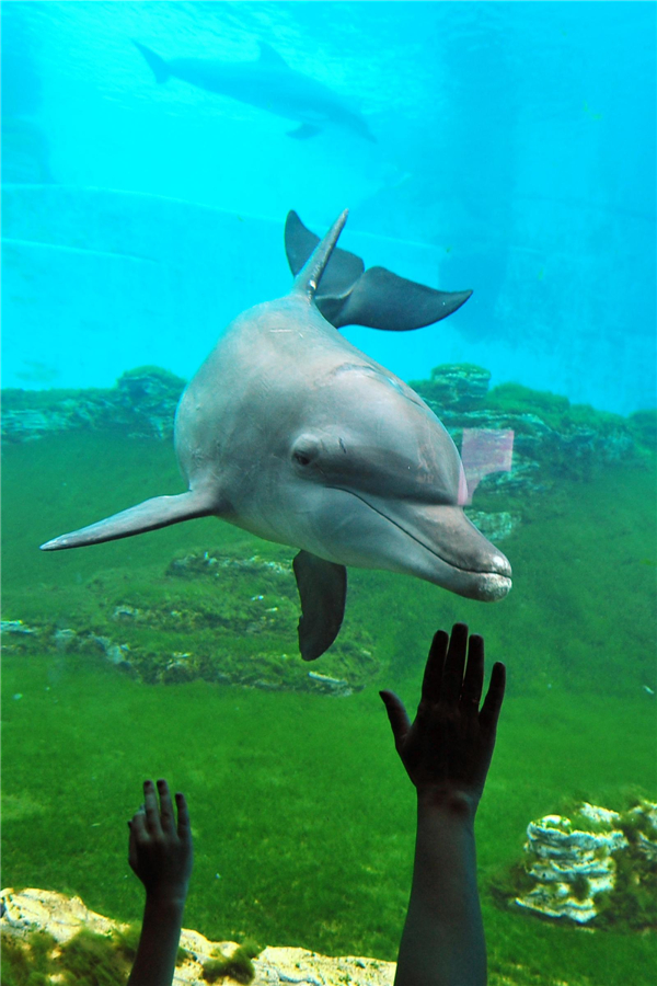 World's largest aquarium in Singapore