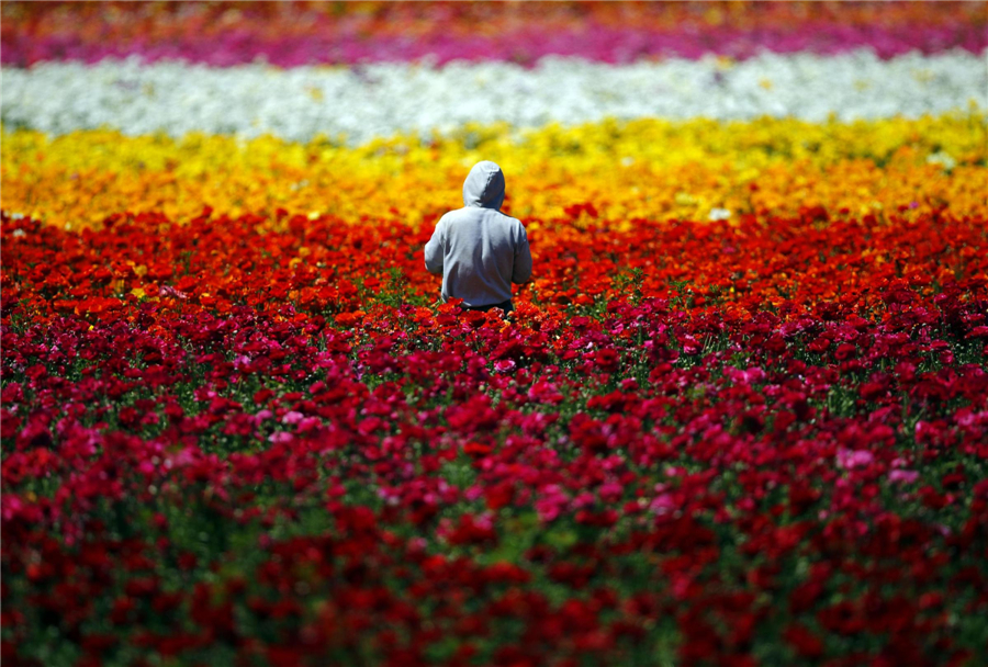 Carlsbad's flower fields