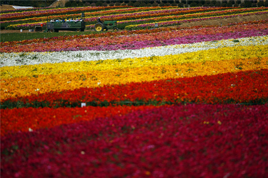 Carlsbad's flower fields