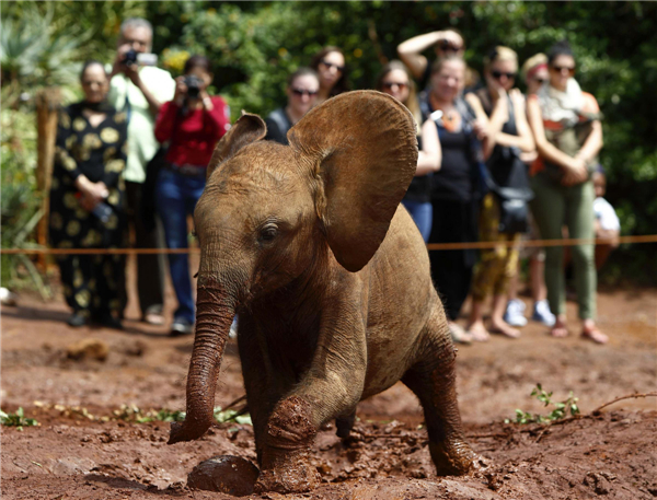 Orphaned elephants in Kenya