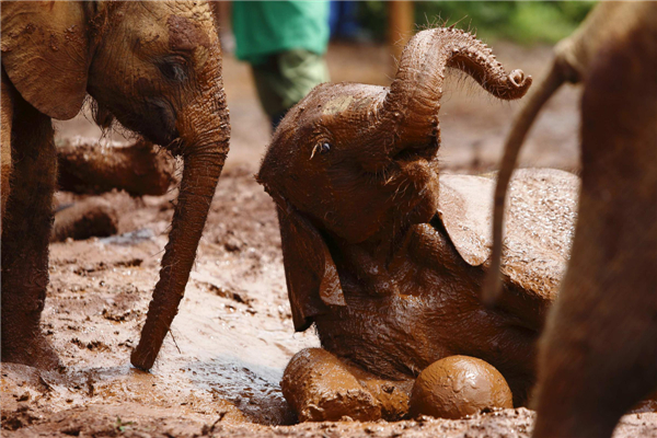 Orphaned elephants in Kenya