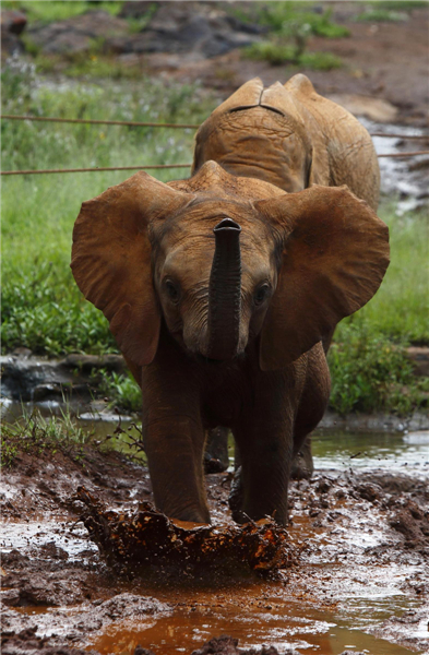 Orphaned elephants in Kenya