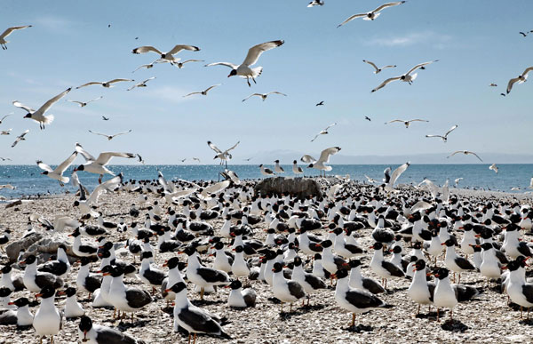 High-tech bird watchers at Qinghai