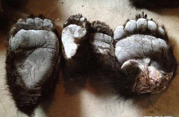 China Customs officials confiscate 213 bear paws