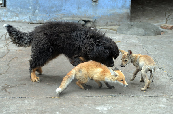 Wolf man of the mountains with 80 wolves