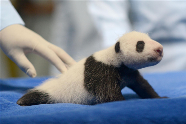 Tiny panda cub's health check