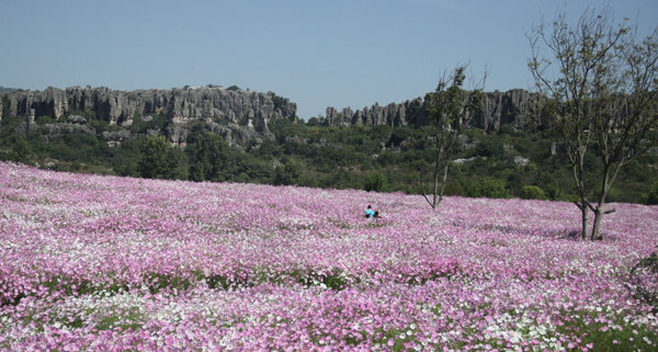 Coreopsis in full bloom in Yunnan