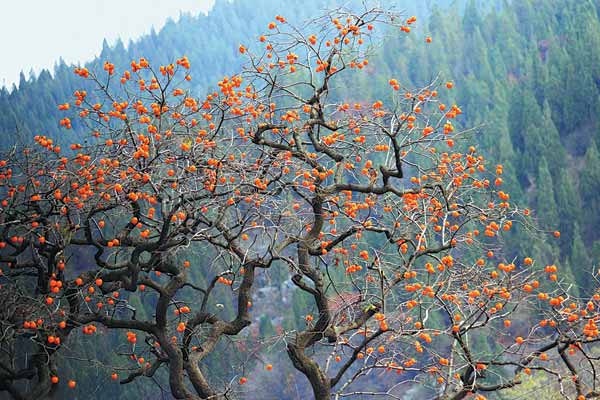 Villages of persimmons