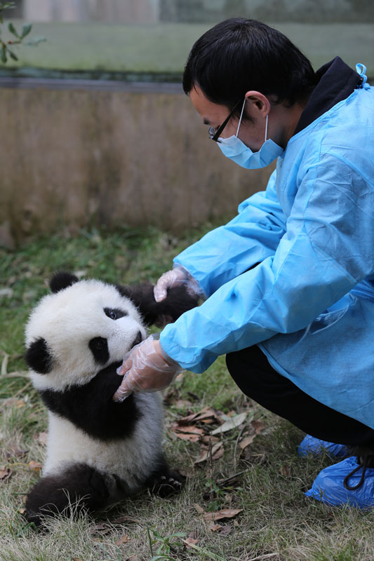 Newborn pandas growing in Chengdu