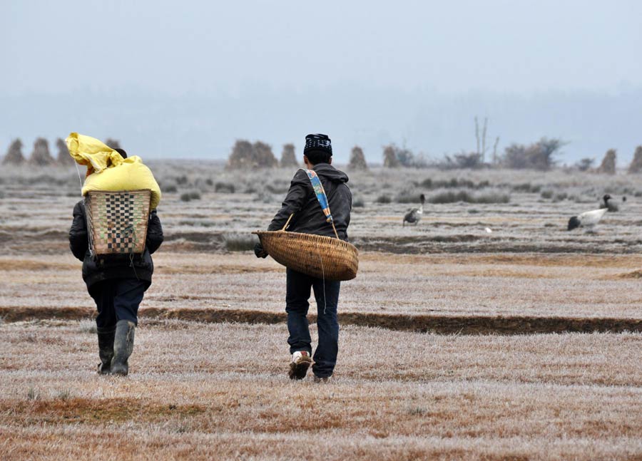 Reserve secures 50 tons of grain for birds