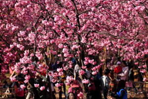 Rural colors blooming in spring