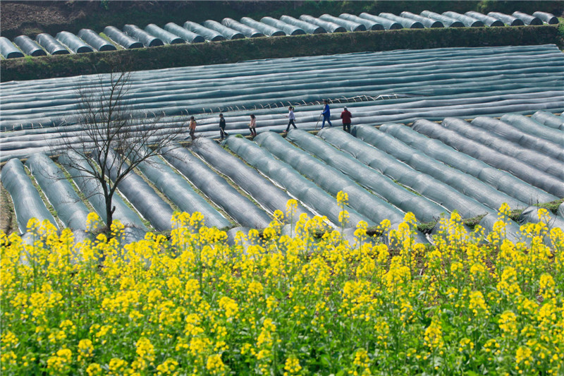 Central, East China embrace spring