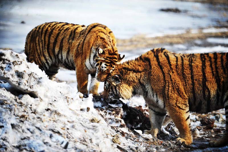 Siberian tiger base expecting 100 new cubs