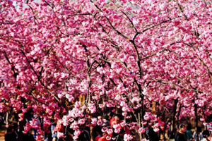 People flock to cherry blossoms in Wuhan University