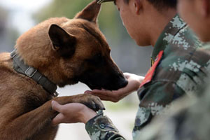 The silent world of bomb disposal officers