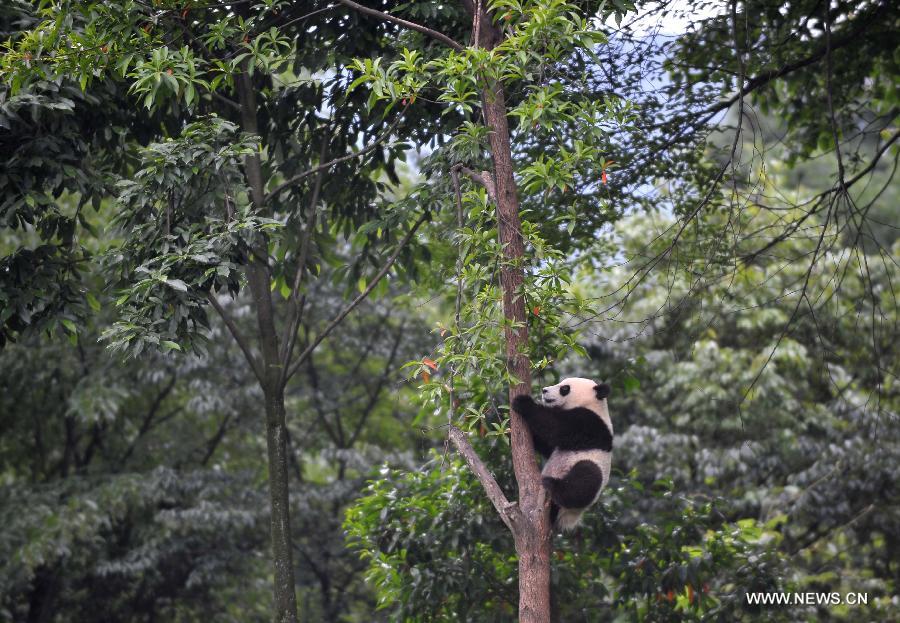 Giant panda cubs have fun at 'kindergarten'