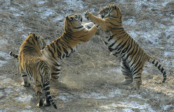 In photos: Siberian tigers in NE China