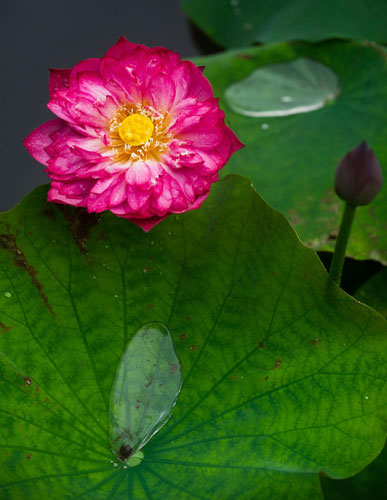 Lotus blooms the beauty of Hangzhou