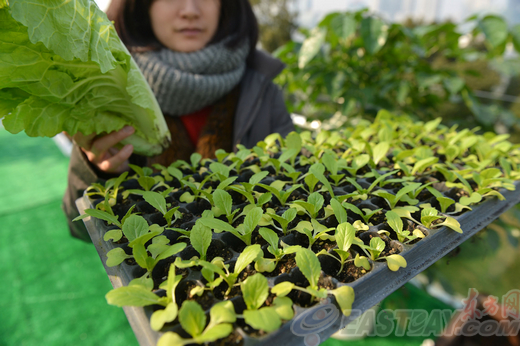Roof garden making its debut in Lujiazui