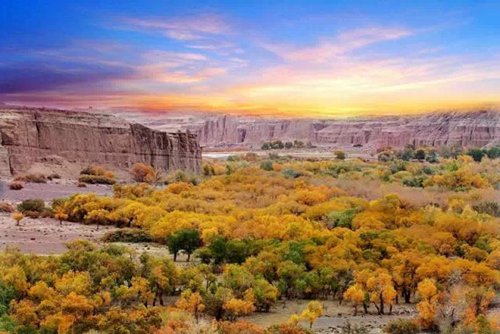 Time stands still 9,000 years for Xinjiang’s beautiful Euphrates poplars