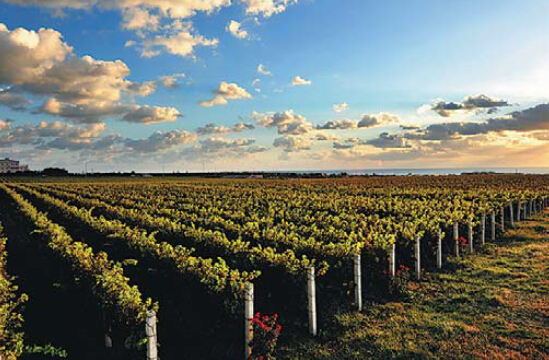 A grape planting base in Yantai