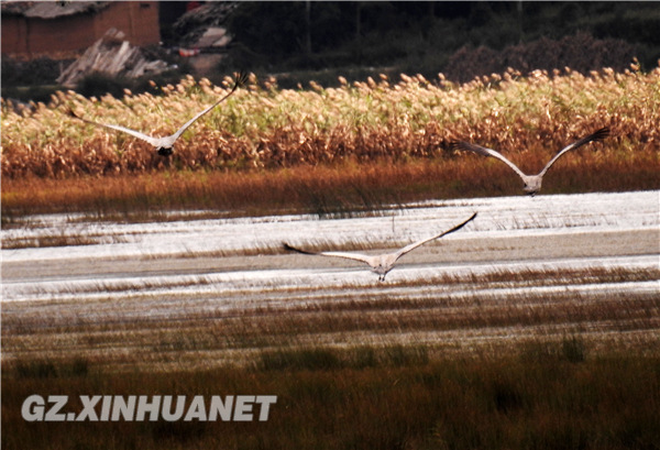 Black-necked Cranes spending winter in Caohai Lake