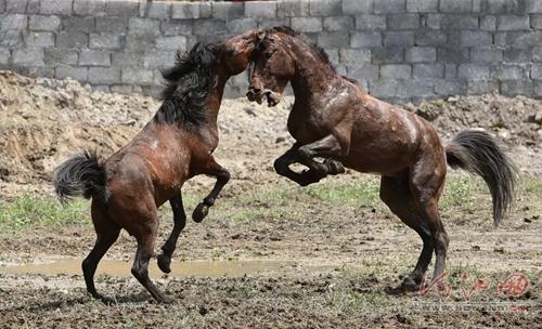 Horse fighting competition