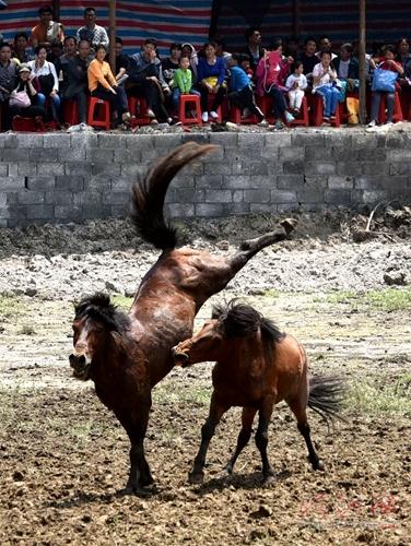 Horse fighting competition