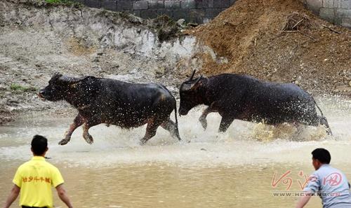 Bull fighting competition