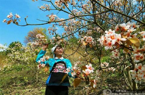 Tian'e county holds fourth tung blossom festival