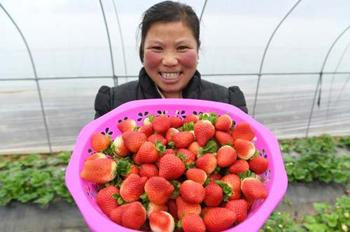 In Weiyuan, strawberry farming offers hope for the future