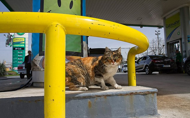 旅行者抓拍土耳其街头幸福流浪猫(组图)