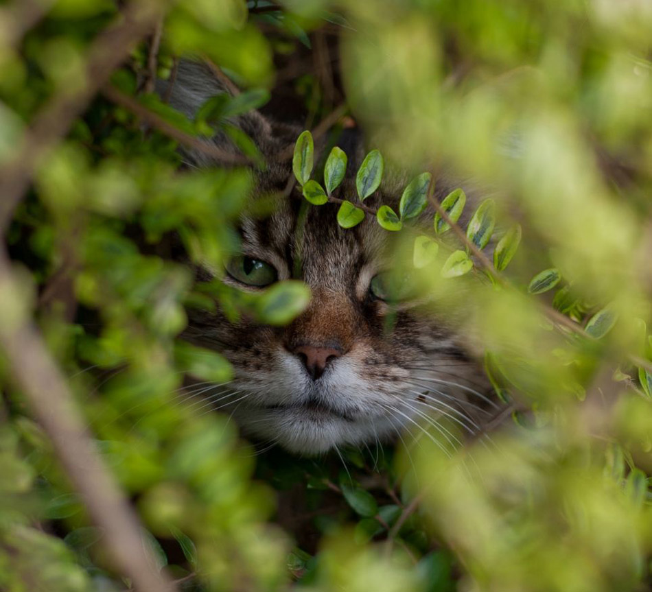 国际猫主题摄影比赛猫咪各秀风采