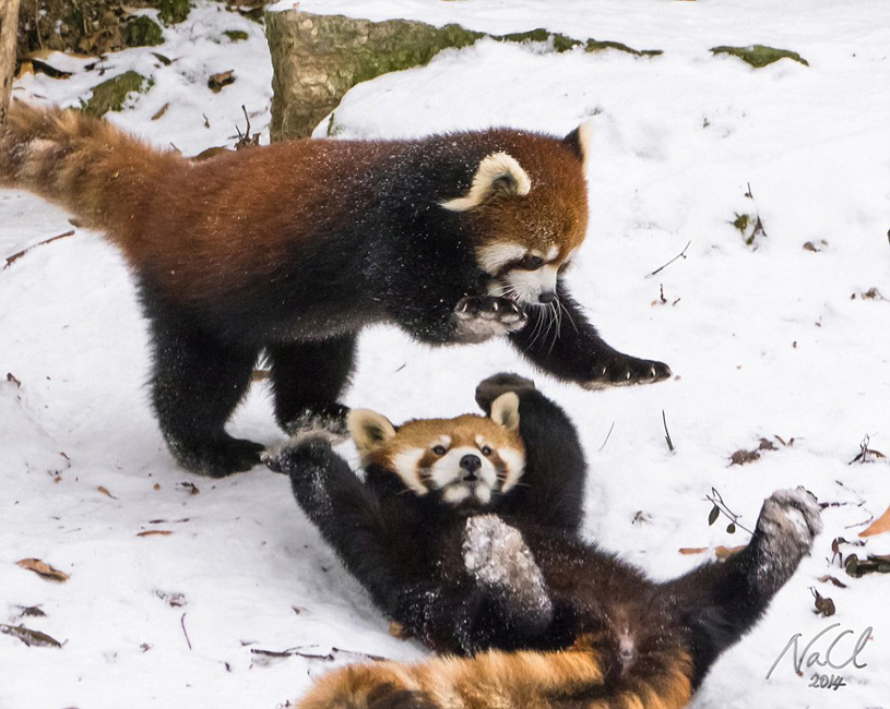 逗趣！美动物园小熊猫雪中嬉闹打滚(组图)