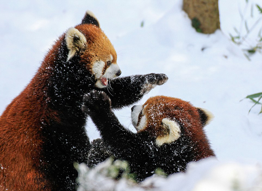 逗趣！美动物园小熊猫雪中嬉闹打滚(组图)