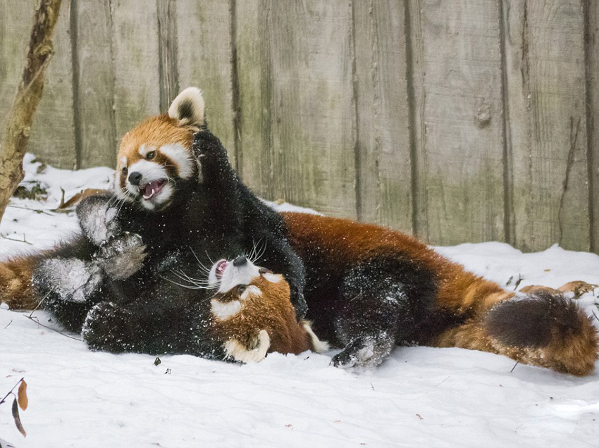 逗趣！美动物园小熊猫雪中嬉闹打滚(组图)