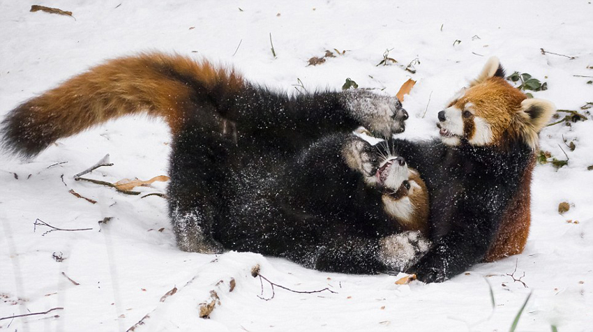 逗趣！美动物园小熊猫雪中嬉闹打滚(组图)