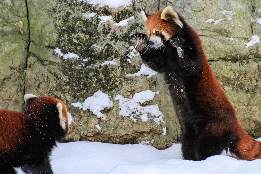 逗趣！美动物园小熊猫雪中嬉闹打滚(组图)