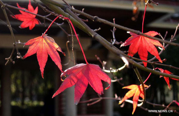 Red leaves in Jinan, E China