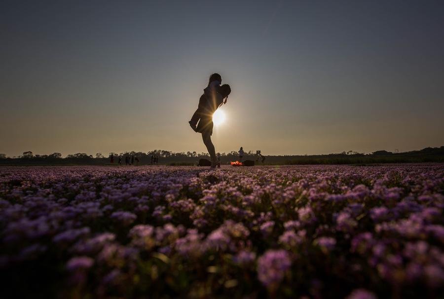 Sea of purple flowers in China's Jiangxi