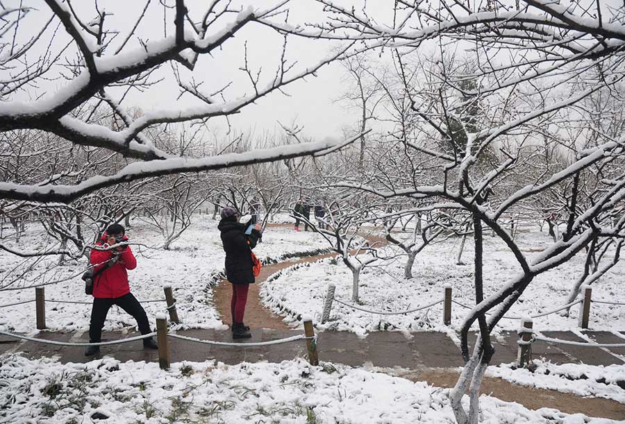 Plum blossoms brighten the bleak winter