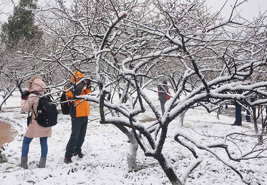 Plum blossoms brighten the bleak winter